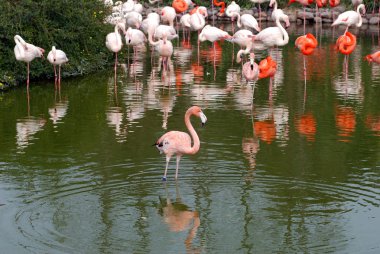 pembe flamingolar