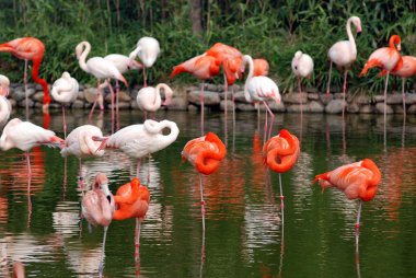 pembe flamingolar