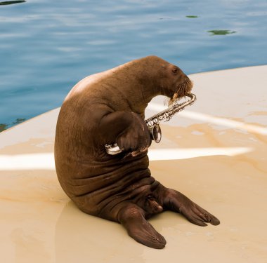 Walrus in oceanarium clipart