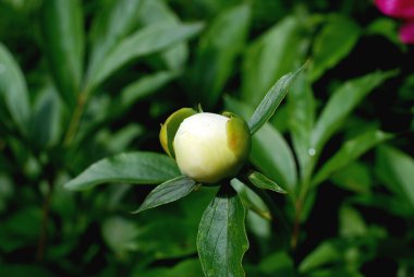 Şakayık bud