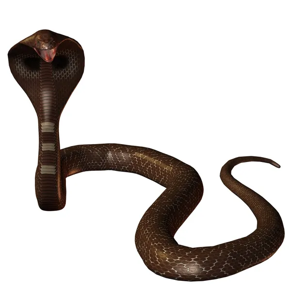 3D змія кобра ізольована на білому — стокове фото