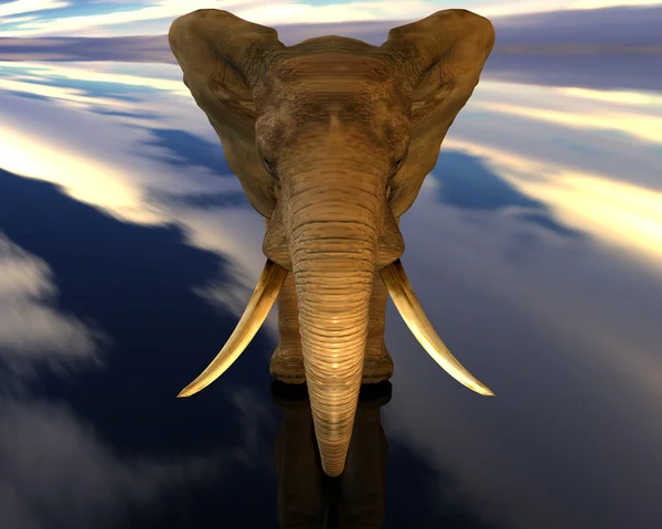 Ουρανός ελέφαντας — Φωτογραφία Αρχείου