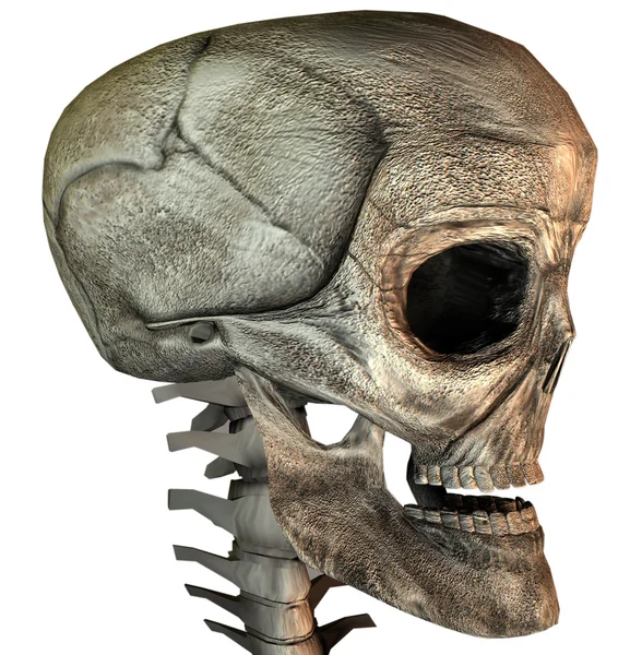 3 d の頭蓋骨 — ストック写真