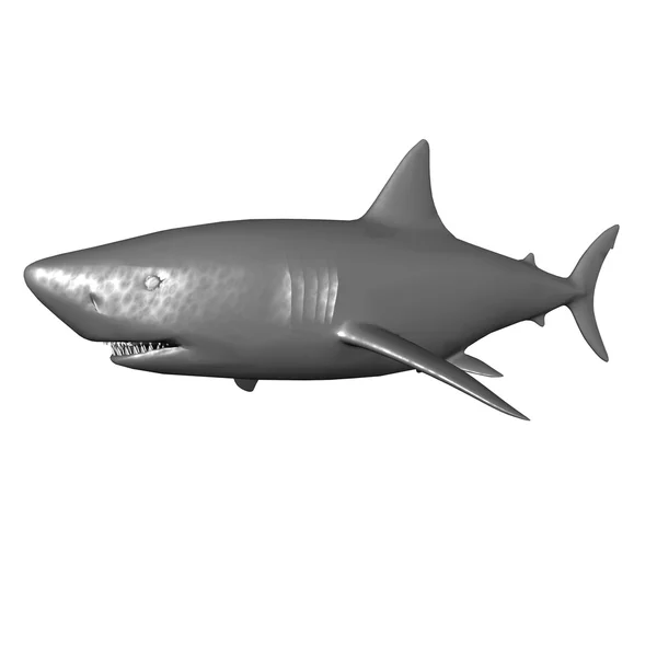 Rekin na białym tle — Zdjęcie stockowe