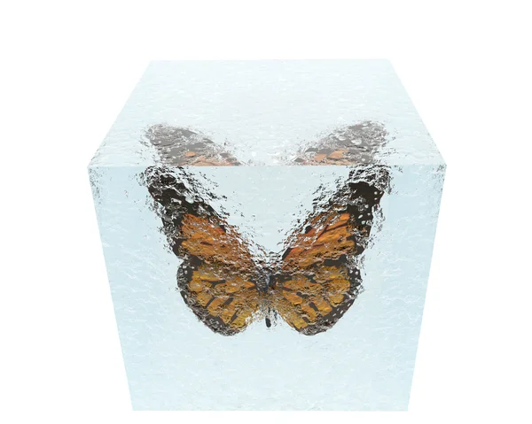 Schmetterling im Eiswürfel isoliert auf weiß — Stockfoto