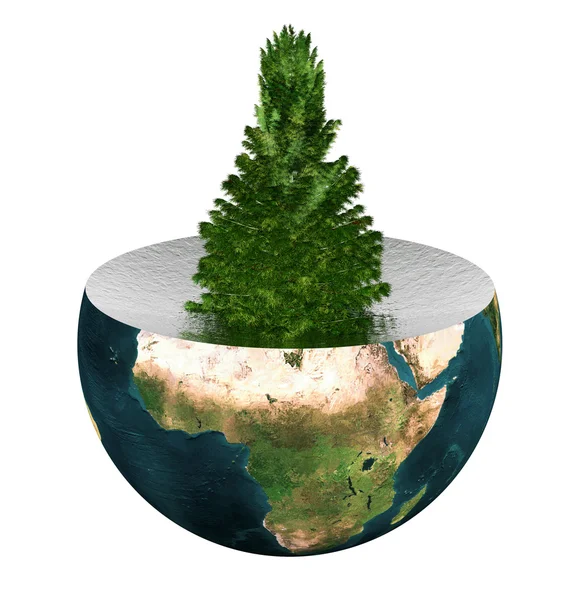 Evergreen spruce on earth hemisphere — Stock Photo, Image