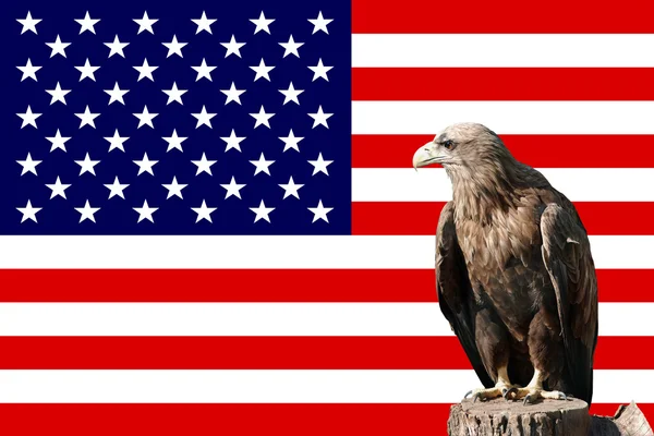 Eagle in-front of the american flag — Stock Photo, Image