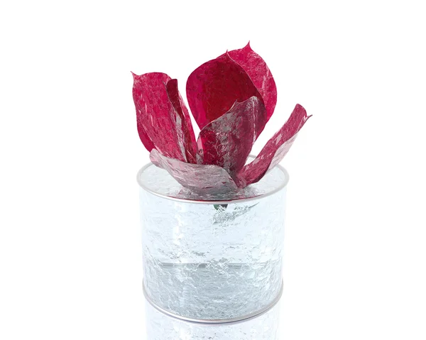 Rosa vermelha no gelo isolado no branco — Fotografia de Stock