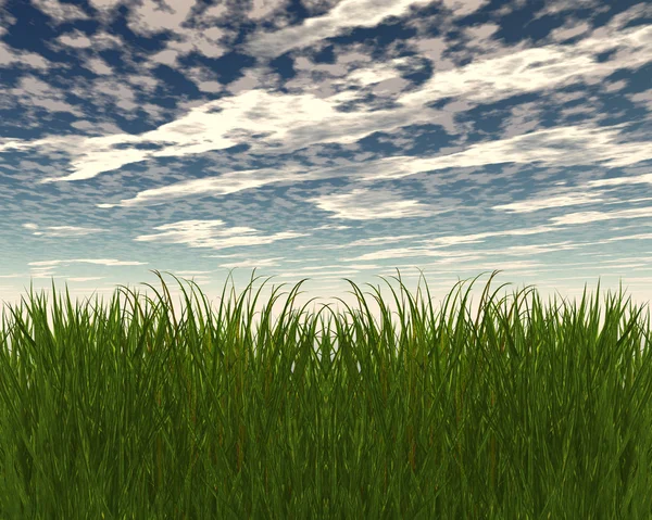 3D green grass and blue sky — Stock Photo, Image