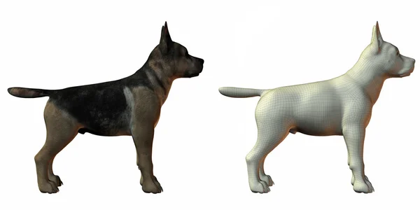 stock image Shepherd dog 3d model