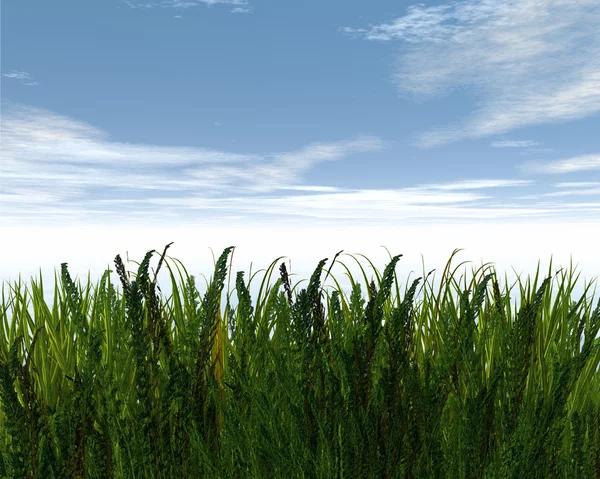 3D zelené trávy a modrá obloha — Stock fotografie