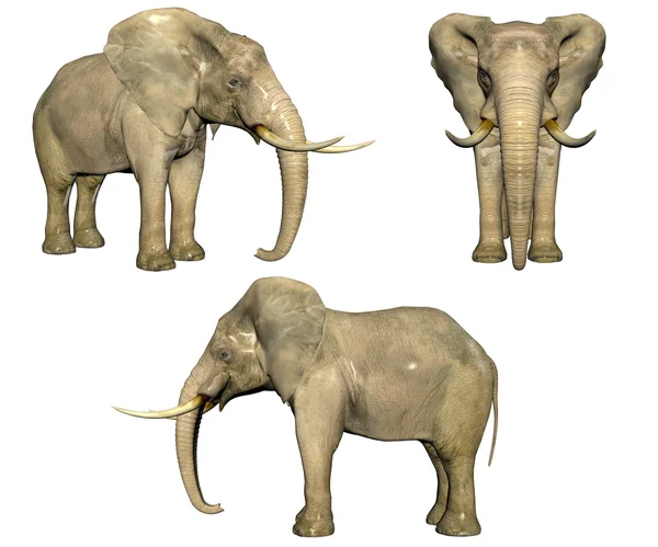 Elefante 3d isolato su bianco — Foto Stock