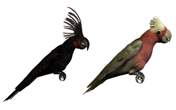 Två 3d papegojor isolerade — Stockfoto