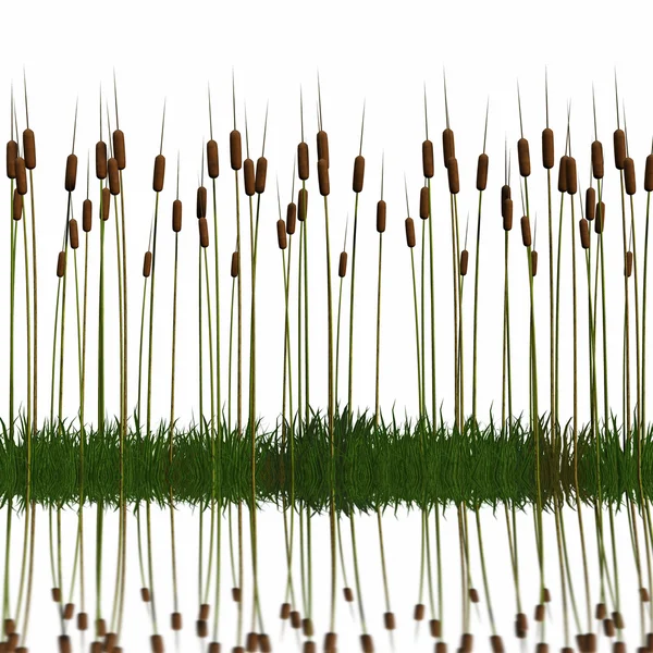 3D gräs — Stockfoto