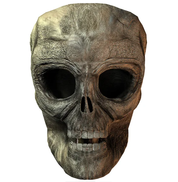 3D kafatası — Stok fotoğraf