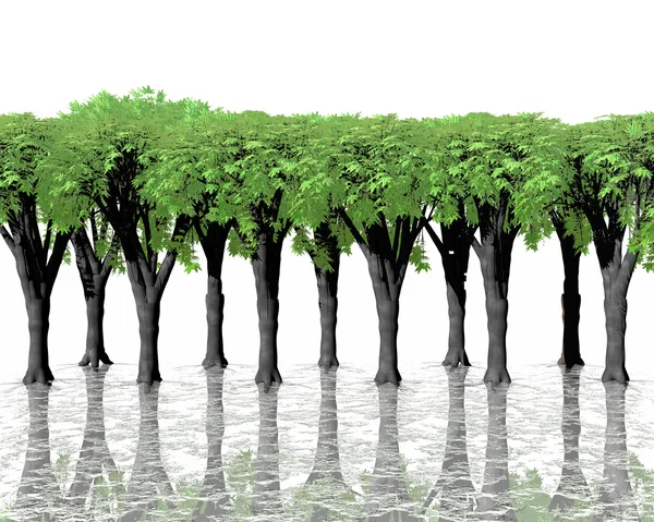 Green trees in water with reflection on white ba — Stock Photo, Image