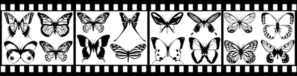 Filme com borboleta preta isolada em branco — Fotografia de Stock