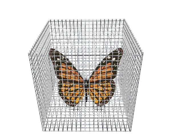 Butterfly in vogelkooi geïsoleerd op wit — Stockfoto