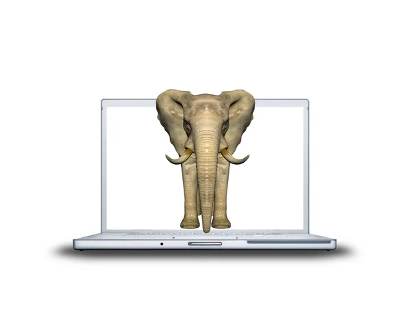 3D elephant on laptop — Stock Photo, Image