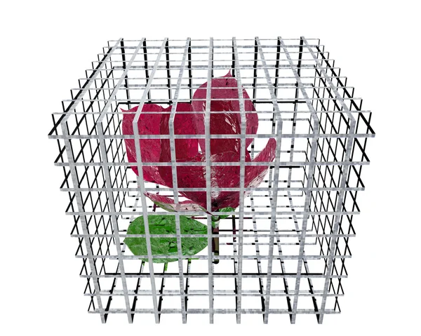 Rosa roja en jaula de aves — Foto de Stock