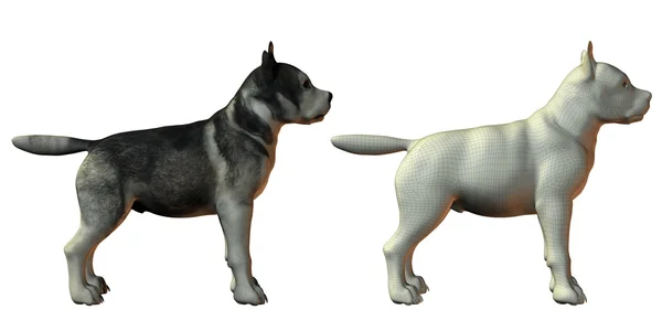 Malamute hond 3D-model — Stockfoto