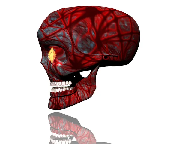 3D grand crâne réaliste — Photo