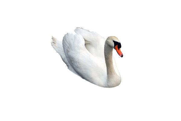 White swan