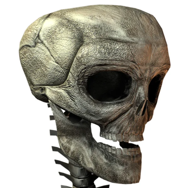 3D skalle — Stockfoto