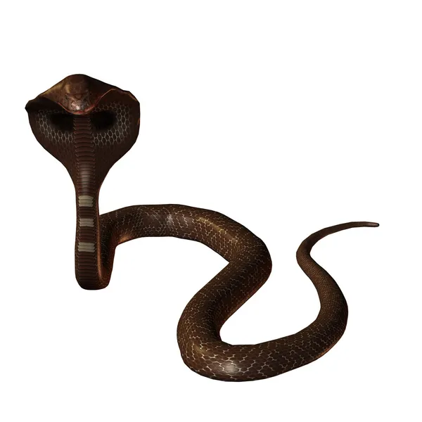3D змея кобра изолирована на белом — стоковое фото