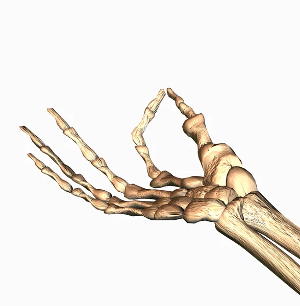 3D ossos mão — Fotografia de Stock