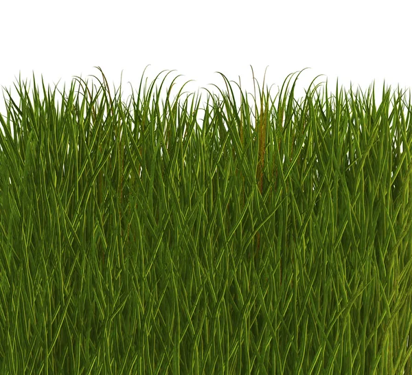很酷的 3d 草 — 图库照片