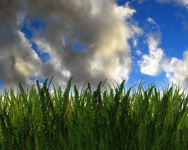 3D zelené trávy a modrá obloha — Stock fotografie