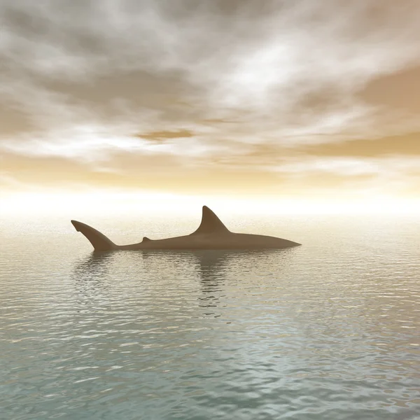大きなサメ — ストック写真