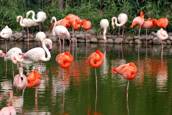 stock image Pink flamingos