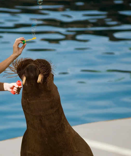 stock image Walrus in oceanarium