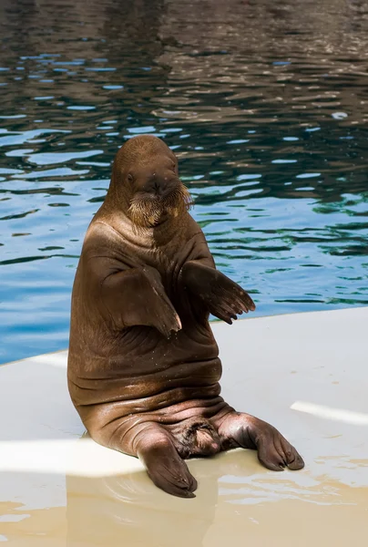 Walrus in het oceanarium — Stockfoto