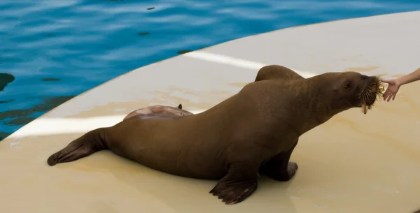 stock image Walrus in oceanarium