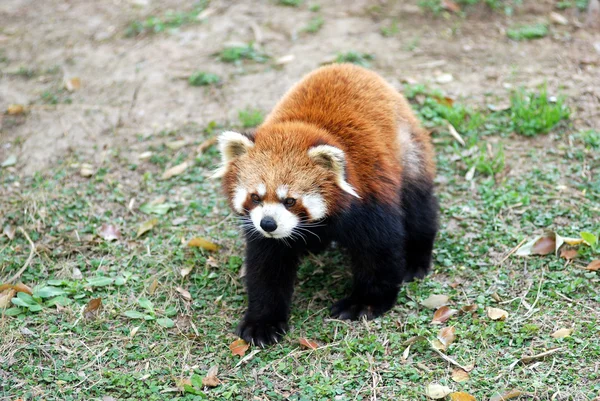 Маленькая золотая панда — стоковое фото