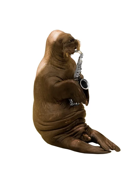 Walrus in oceanarium playing at saxophone — Stock Photo, Image