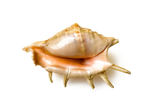 Big sea shell isolated on white background — Stock Photo, Image