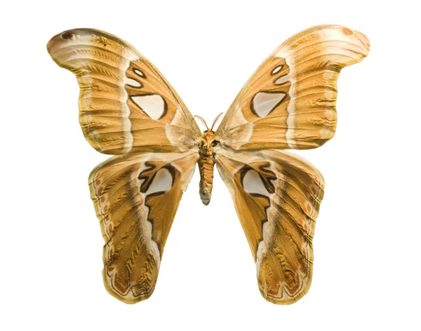 Světlé motýl izolovaných na bílém pozadí — Stock fotografie