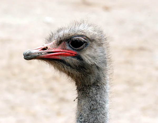 Retrato de avestruz — Foto de Stock