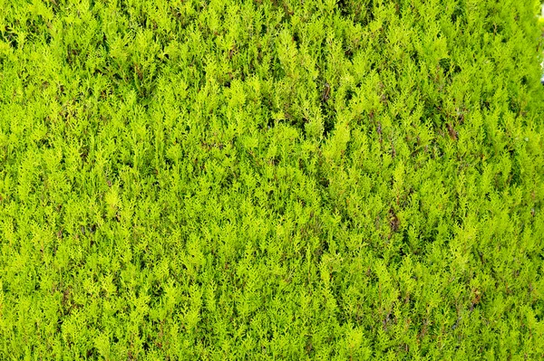 緑の草の背景 — ストック写真