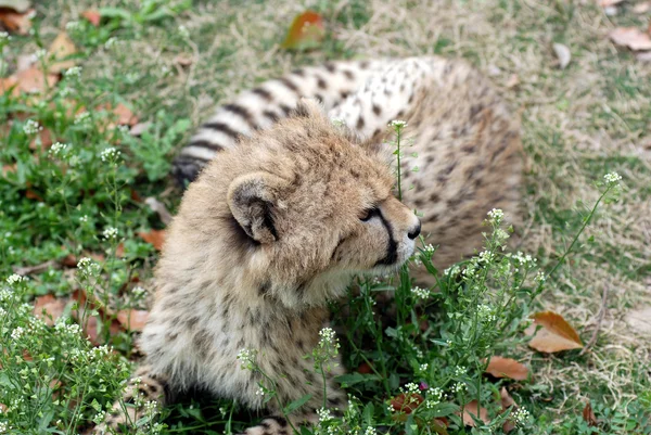 Schattige baby cheetah — Stockfoto
