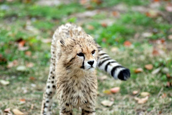 Söt baby cheetah — Stockfoto