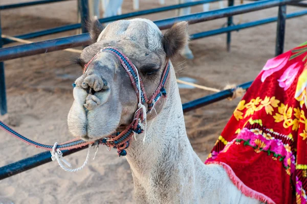 Retrato de camello egipcio en arnés — Foto de Stock