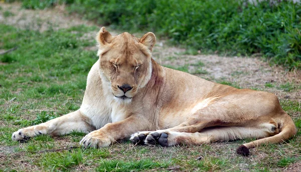 African lioness — Stock Photo, Image