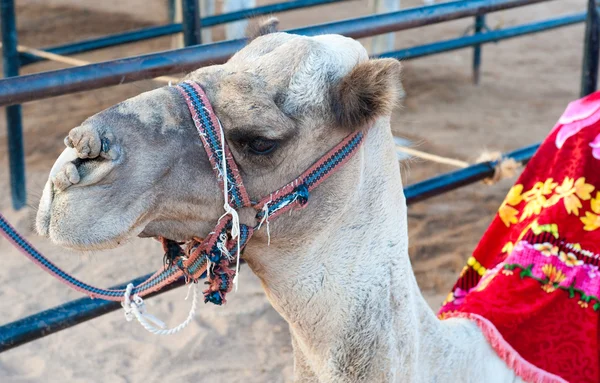 Retrato de camello egipcio en arnés — Foto de Stock