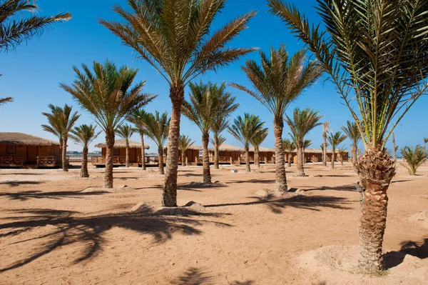 stock image Palm trees