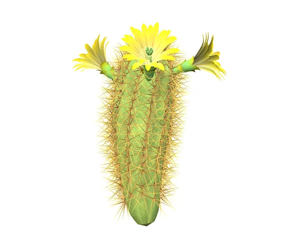 Cactus 3d isolato su un bianco Fotografia Stock